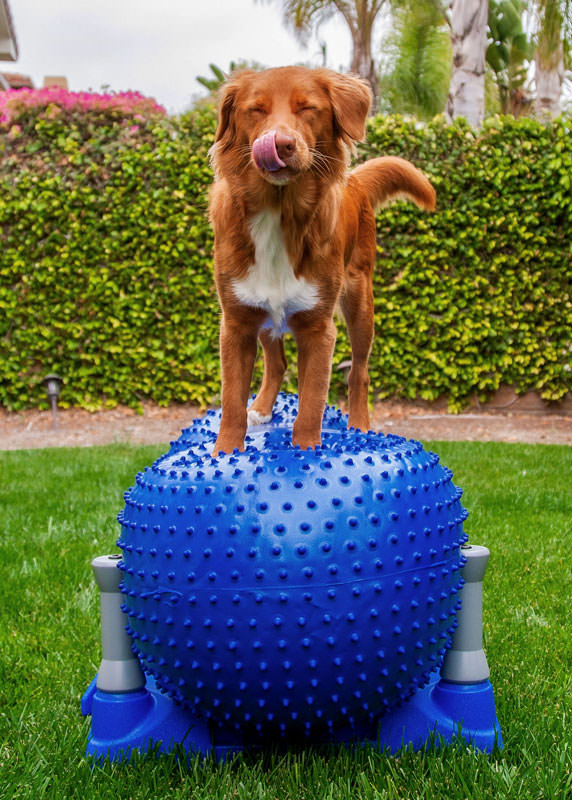 J&J Dog Supplies: Weekly Paws Winner - Emily Kan & Willow