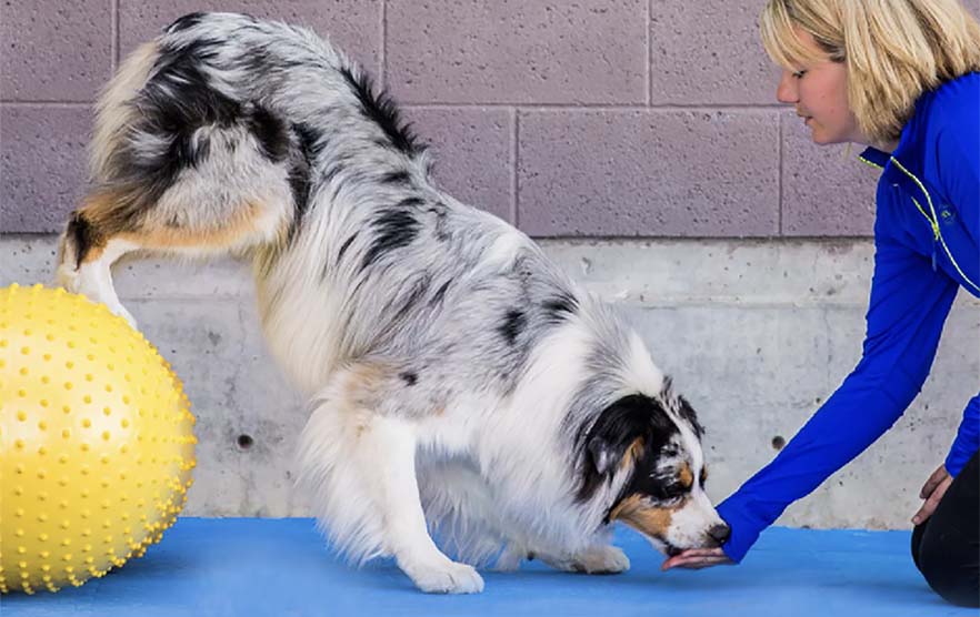 Winter Woes? Indoor Dog Training Made Easy!