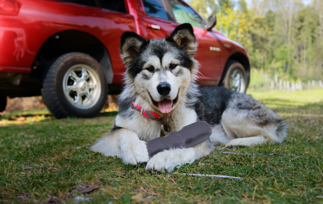 The Top Dog Toys for Tough Chewers