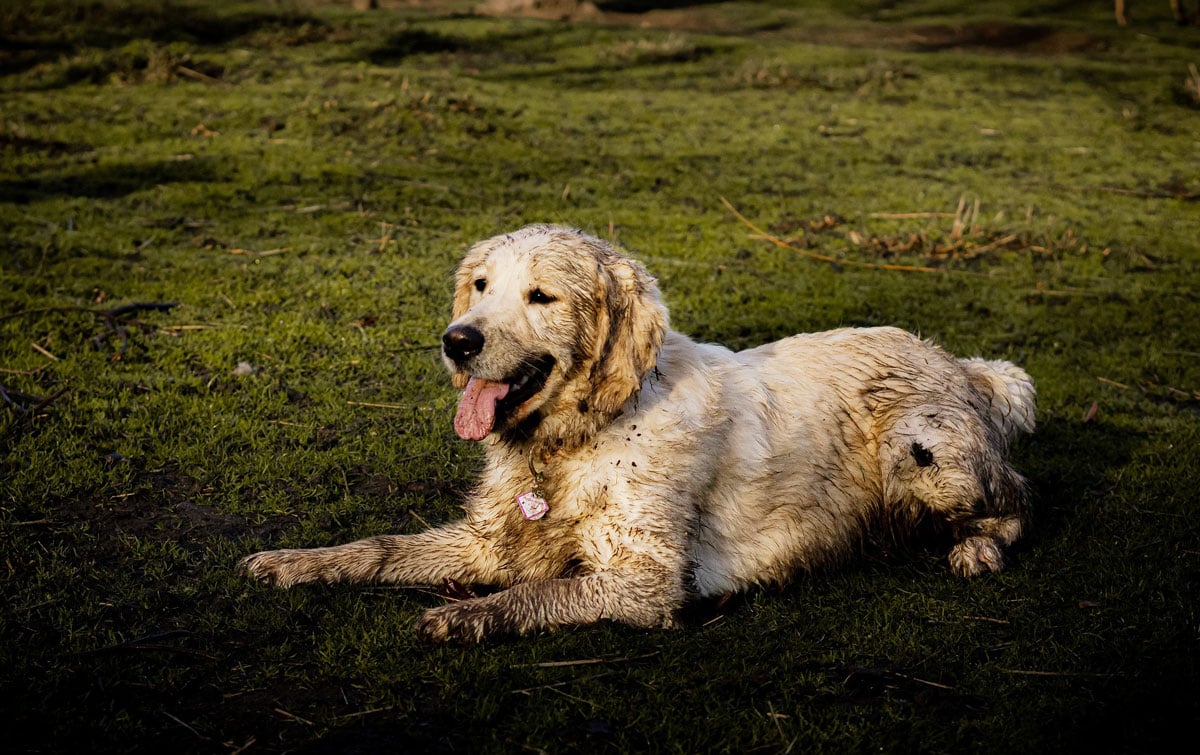 J&J Dog Supplies - Stay Clean, From Your Muddy Pup
