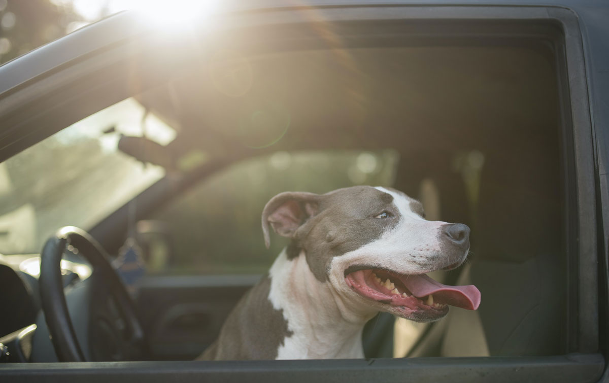 J&J Dog Supplies - Stay Clean, From Your Muddy Pup