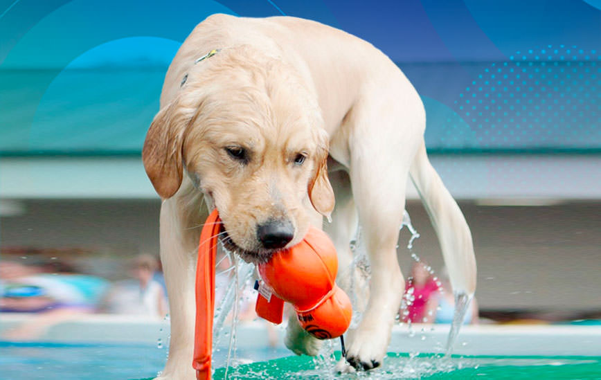 J&J Dog Supplies - Summer Fun: Essential Water Toys For Your Active Dog