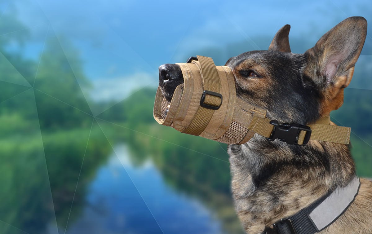 J&J Dog Supplies - Importance of Having a Dog Muzzle