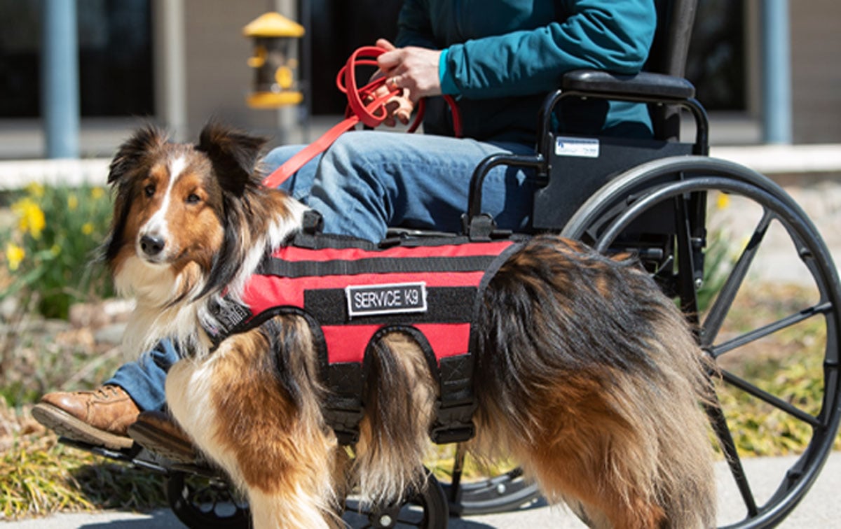 How Do You Get Your Dog To Be A Service Dog how-do-you-get-your-dog-to-be-a-service-dog