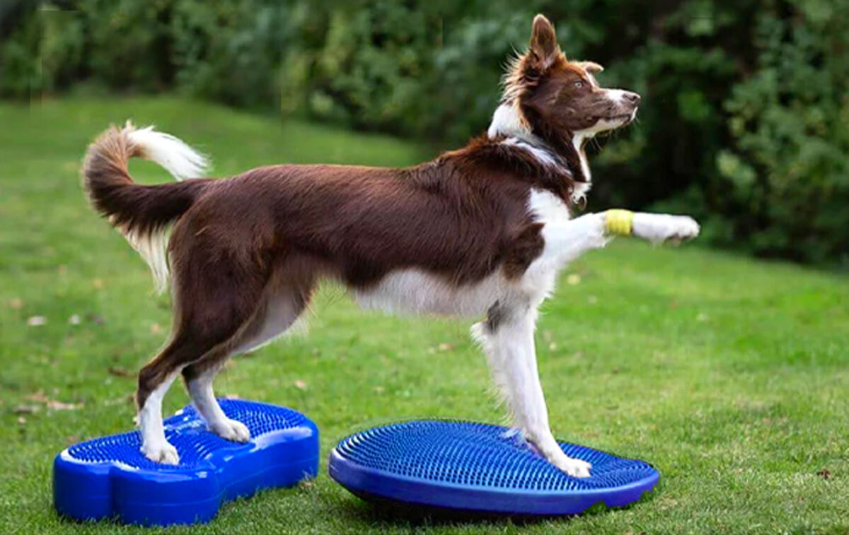 J&J Dog Supplies - Canine Rehab & Mobility: Building a Plan & Equipment to Get Started