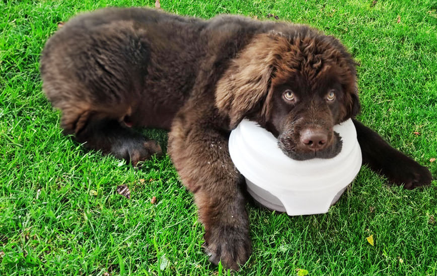 J&J Dog Supplies - The Buddy Bowl: A Must-Have Water Bowl For All Dogs