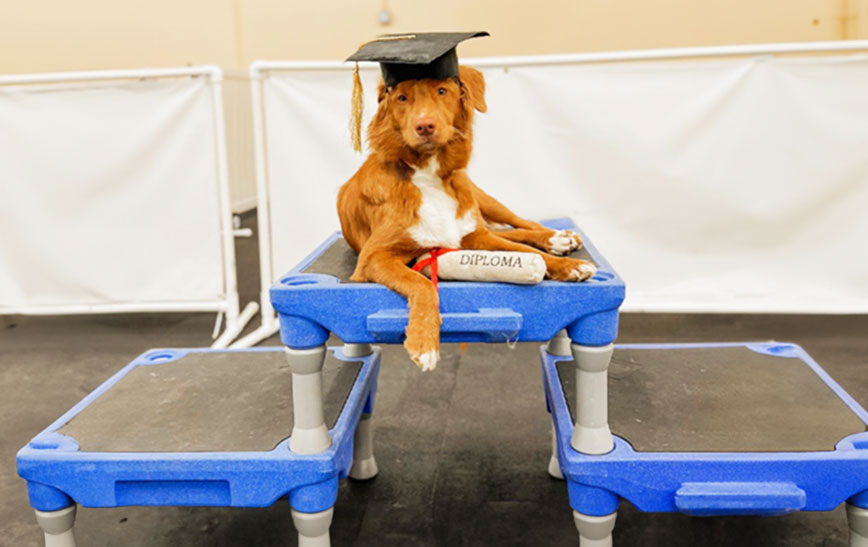 Elevate Your Dog Training: Pause Tables & Platforms