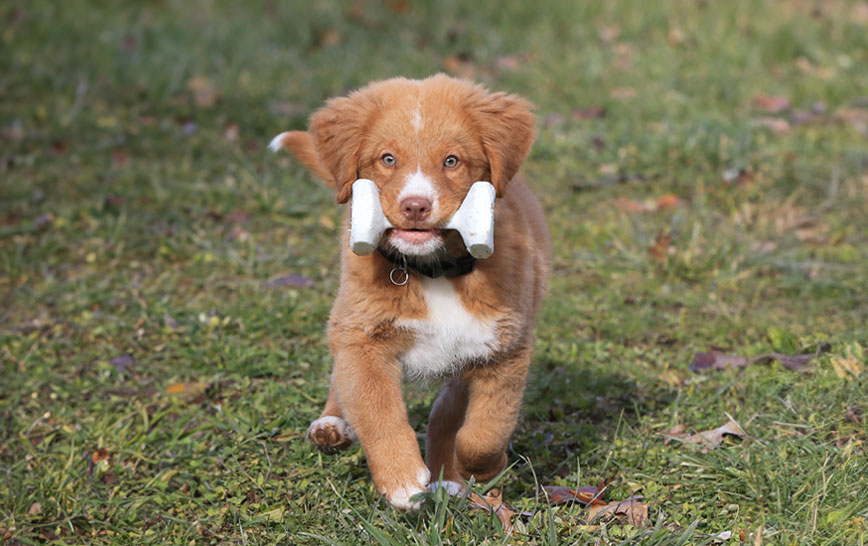 Dog Obedience 101: The Molded Plastic Dumbbell