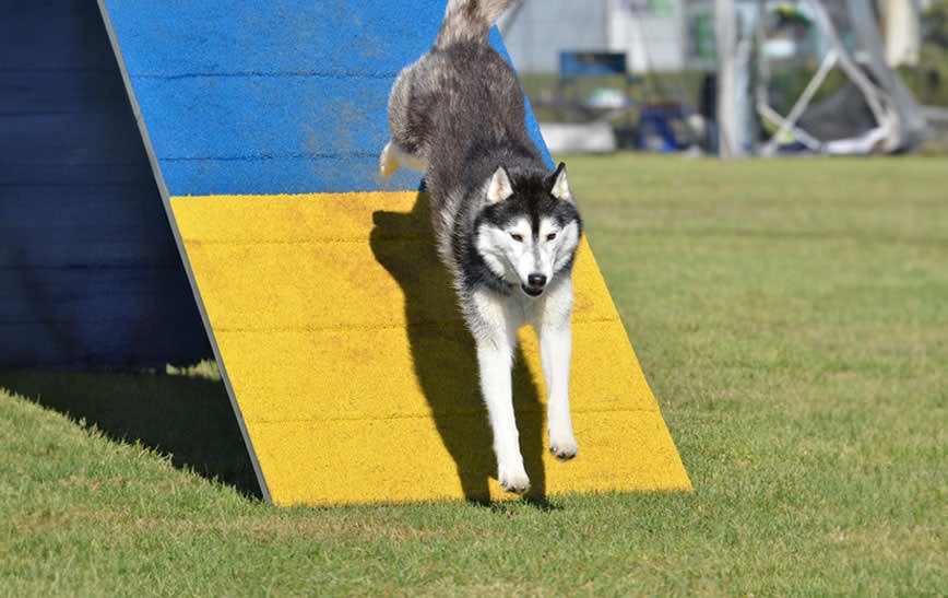 Competition Level Dog Walks: What You Need to Know