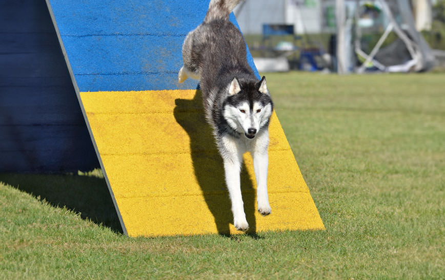 DIY Dog Agility Course That You Can Make At Home! - SitStay