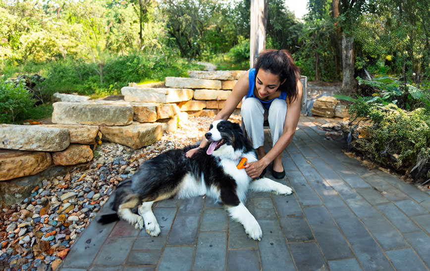 Dog Days of Summer: De-Shedding Tools to Manage Your Dog's Body Heat