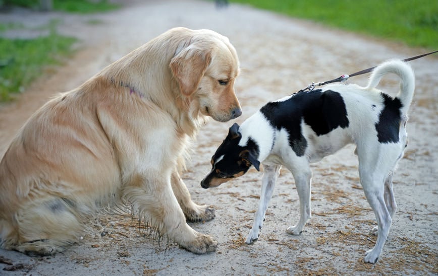 Socializing Your Dog 101: What You Need to Know