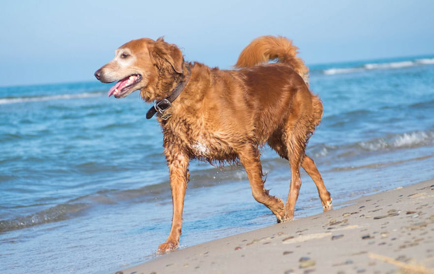 Importance Of Mental Stimulation For Senior Dogs