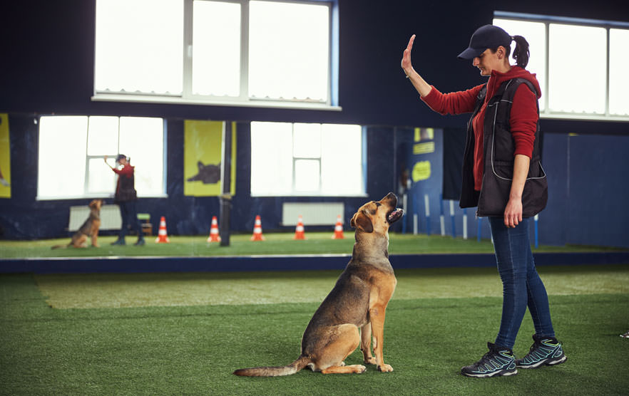 Training A Dog Starts With Training The Owner, On Dog Training!