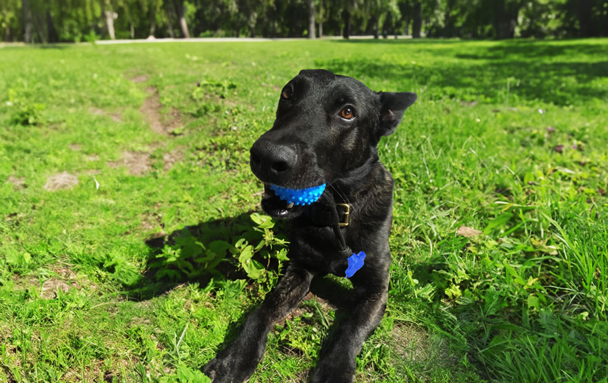 Playtime Just Got Better with the Ball on a Rope