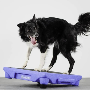 Elevate Your Dog Training: Pause Tables & Platforms