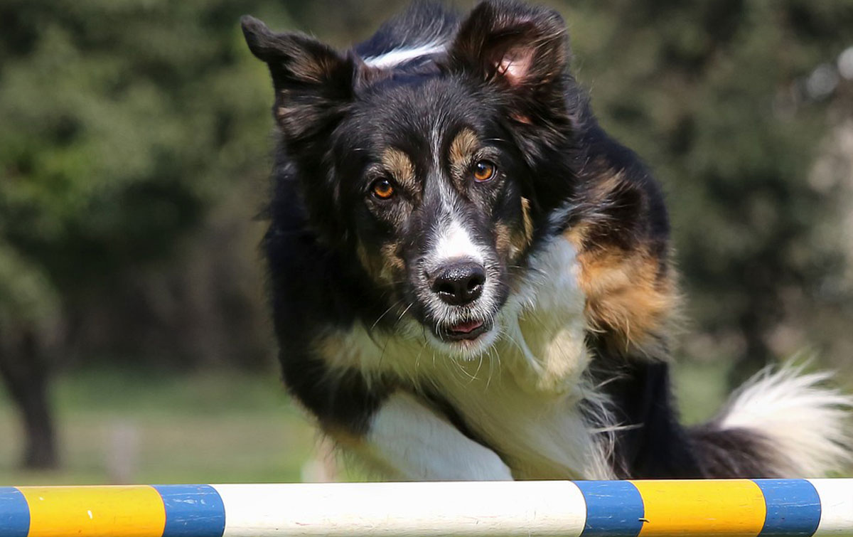 J&J Dog Supplies - Dog Competition Basics: What You Need to Know