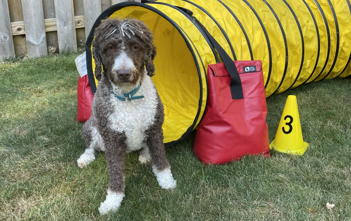 J&J Dog Supplies: Weekly Paws Winner - Mark Stape & Edie