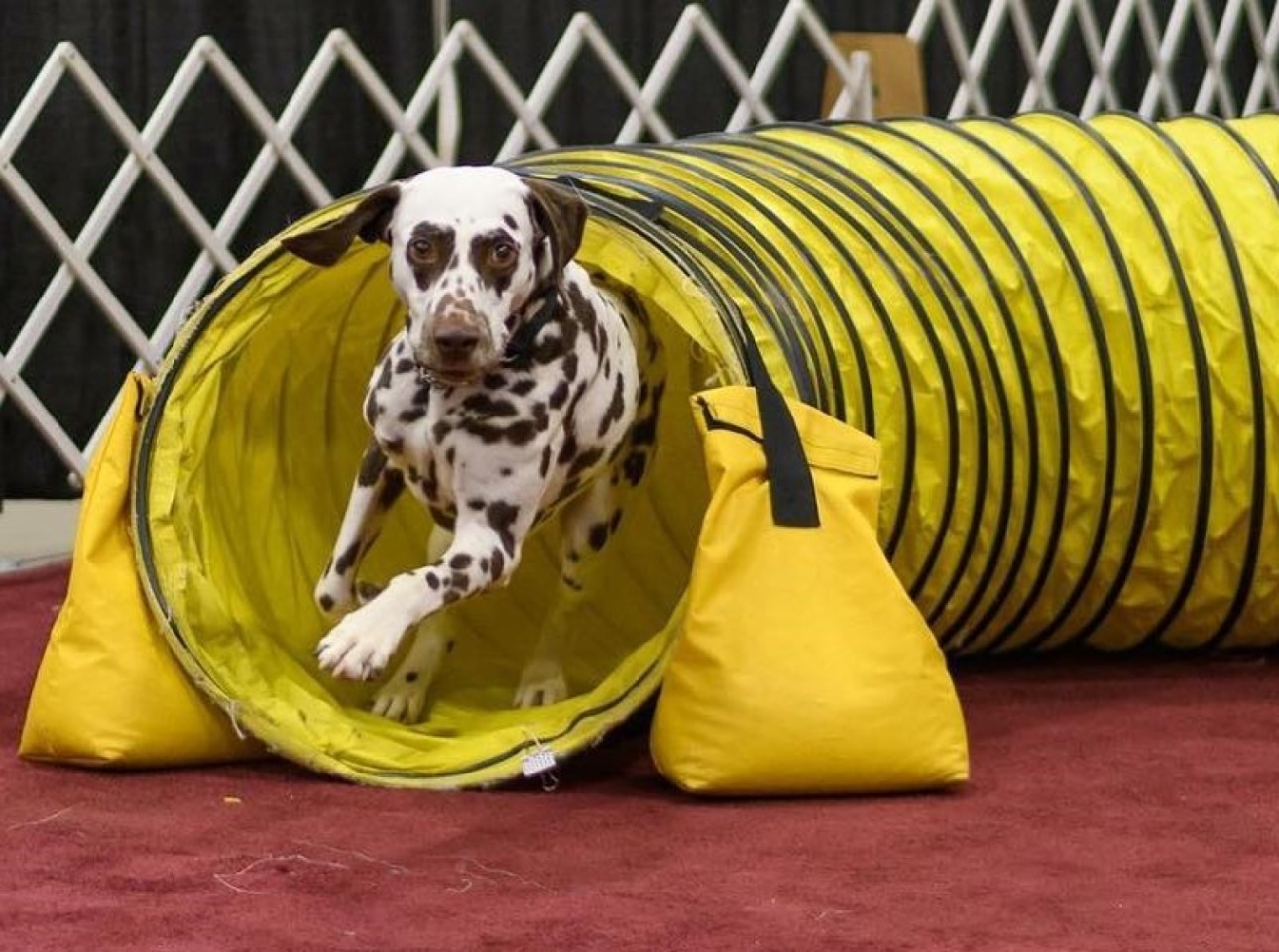 William The Dalmatian - Running Through A Competition Tunnel