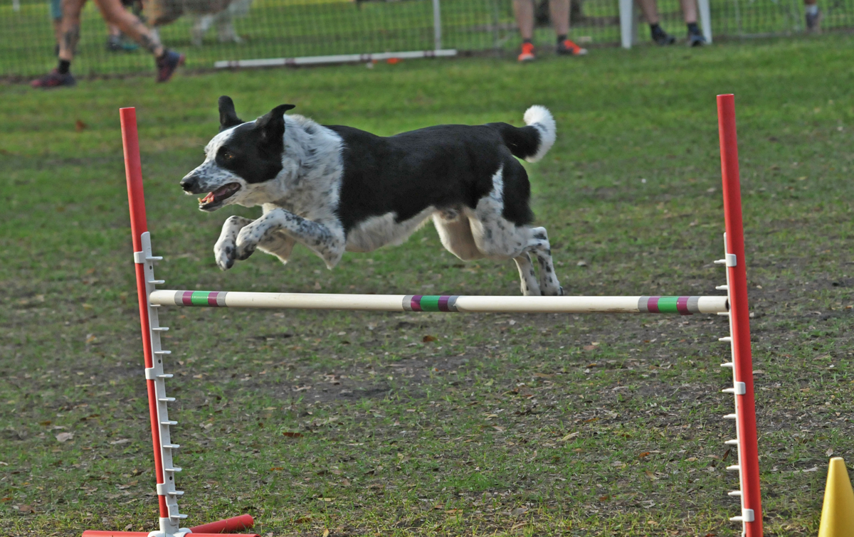 J&J Dog Supplies: Weekly Paws Winner - Annie Harris & Dobby