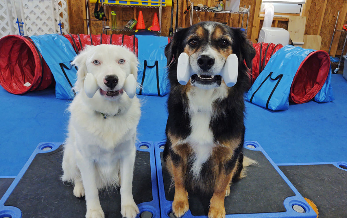 J&J Dog Supplies: Weekly Paws Winner - Mary Siero w/ Rudy Jr. & Ricky Bobby